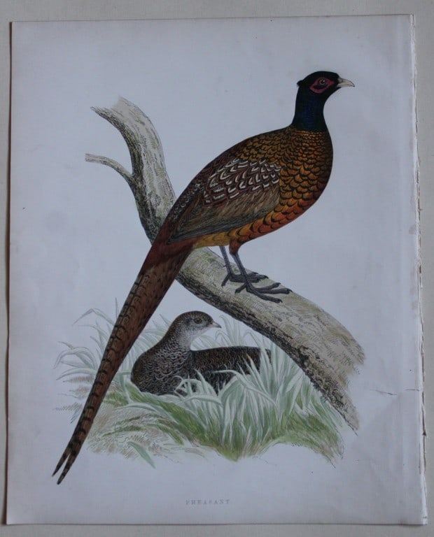 Beverley Morris - Lithograph of Pheasant 1855: This beautiful hand coloured lithograph is by Beverley Morris from British Game Birds and Wildfowl. Published by Groombridge and Sons, London 1855. Lithographed by Benjamin Fawcett. Size: 12in x 9.25i