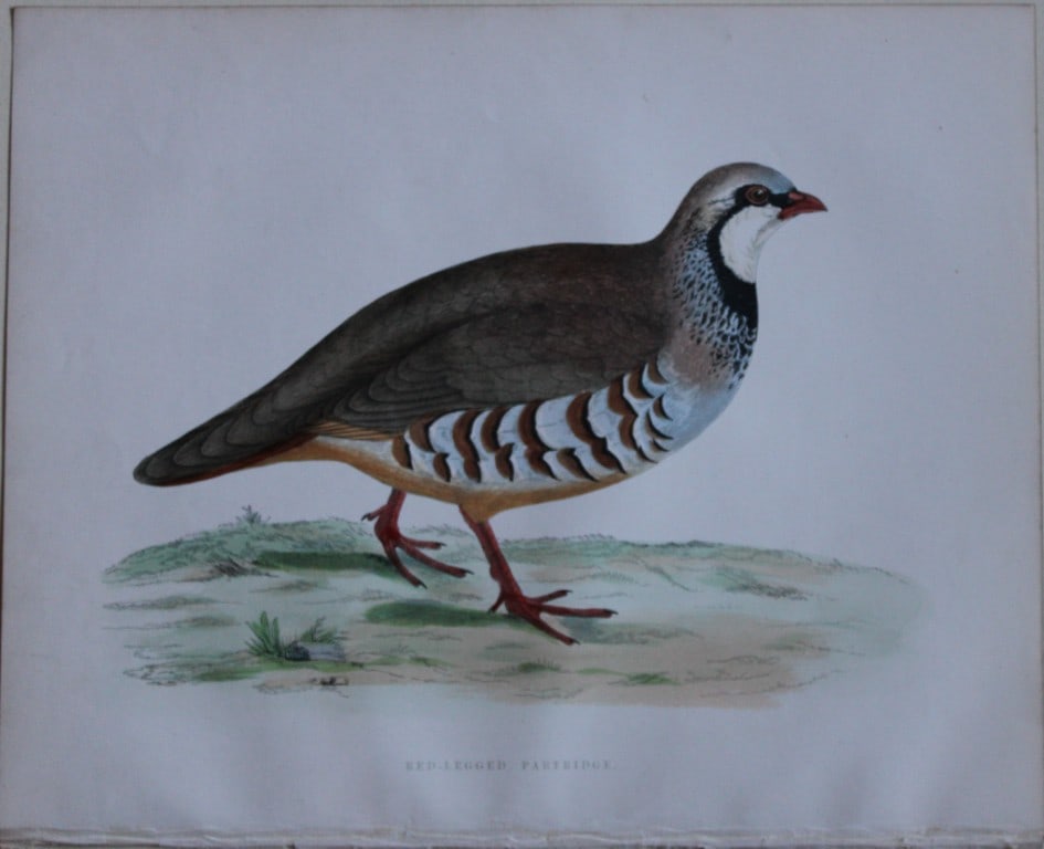 Beverley Morris - Lithograph of Red-legged Partridge 1855: This beautiful hand coloured lithograph is by Beverley Morris from British Game Birds and Wildfowl. Published by Groombridge and Sons, London 1855. Lithographed by Benjamin Fawcett. Size: 12in x 9.25i