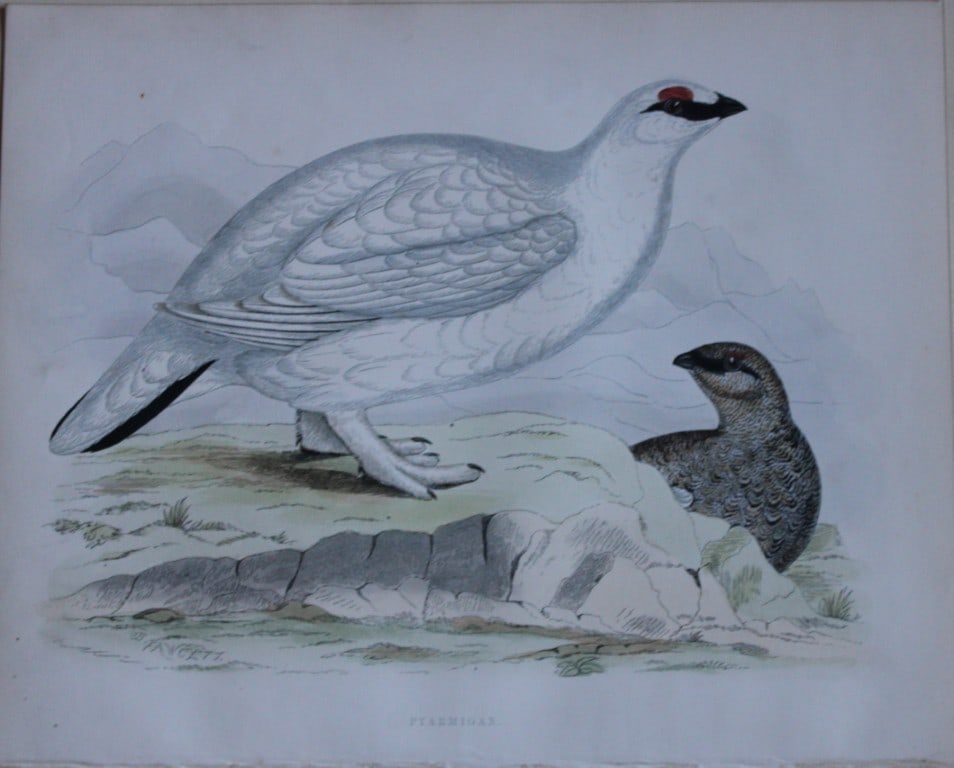 Beverley Morris - Lithograph of Ptarmigan 1855: This beautiful hand coloured lithograph is by Beverley Morris from British Game Birds and Wildfowl. Published by Groombridge and Sons, London 1855. Lithographed by Benjamin Fawcett. Size: 12in x 9.25i