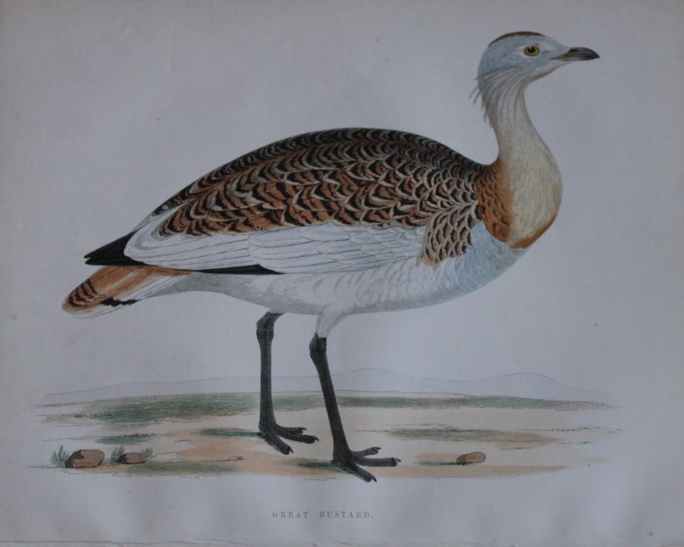 Beverley Morris - Lithograph of Great Bustard 1855: This beautiful hand coloured lithograph is by Beverley Morris from British Game Birds and Wildfowl. Published by Groombridge and Sons, London 1855. Lithographed by Benjamin Fawcett. Size: 12in x 9.25i