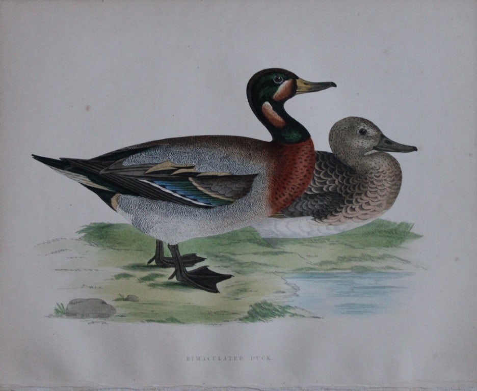 Beverley Morris - Lithograph of Bimaculated Duck 1855 (1 of 1)