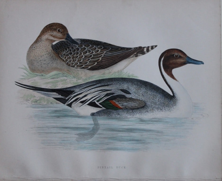 Beverley Morris - Lithograph of Gadwall Duck 1855 (1 of 1)