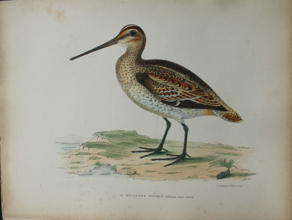 Beverley Morris - Lithograph of Great Snipe 1876: This beautiful hand coloured lithograph is from Les Oiseaux Gibier (Game Birds) by Henri de la Blanchere. Edited by J Rothschild, Paris 1876. Originally drawn by Beverley Morris for British Game Birds