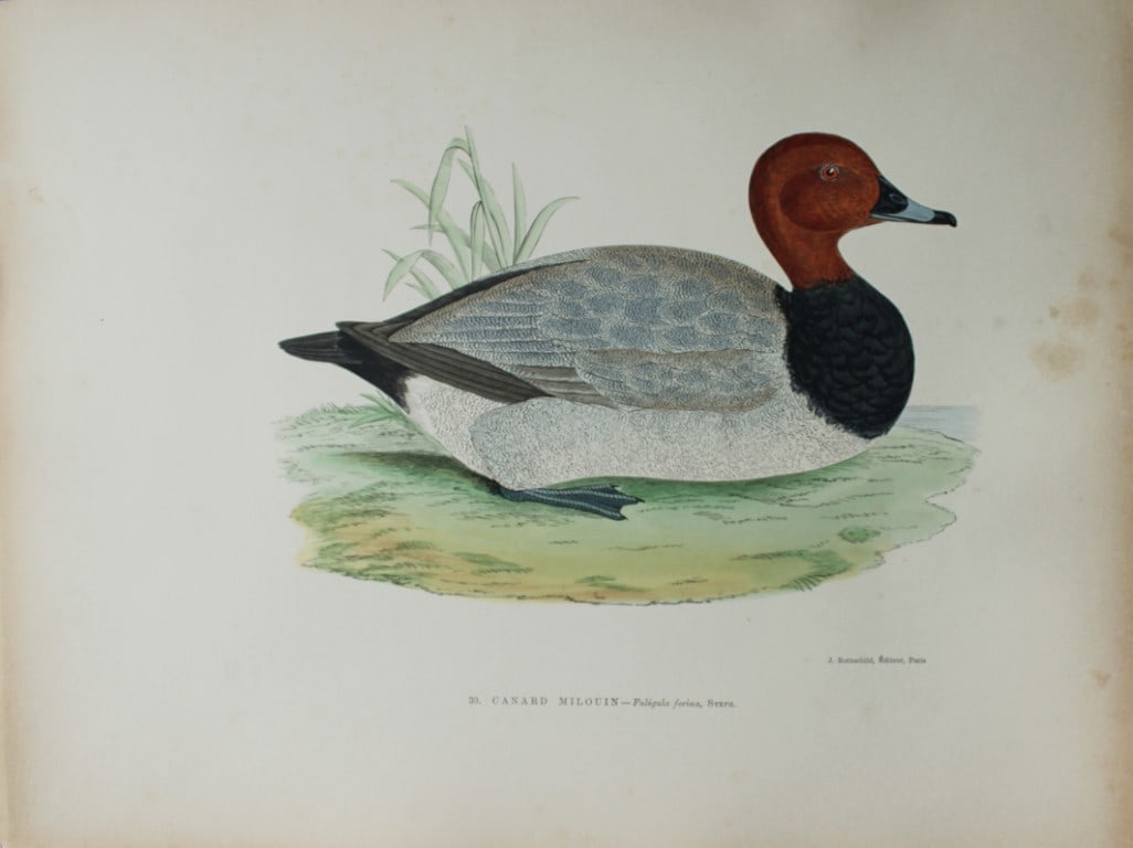 Beverley Morris - Lithograph of Tufted Duck 1876 (1 of 1)