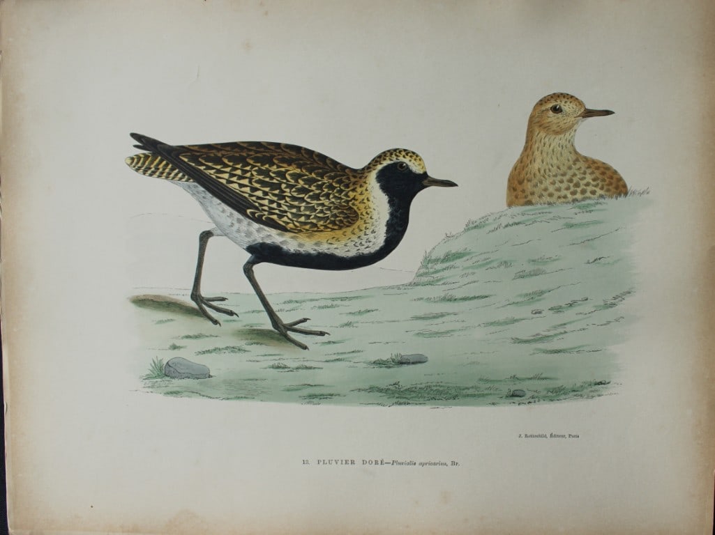 Beverley Morris - Lithograph of Golden Plover 1876: This beautiful hand coloured lithograph is from Les Oiseaux Gibier (Game Birds) by Henri de la Blanchere. Edited by J Rothschild, Paris 1876. Originally drawn by Beverley Morris for British Game Birds
