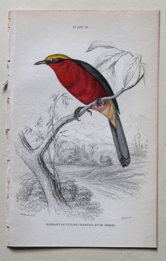 William Swainson - from Jardine's Birds of Western Africa 1837 (1 of 3)