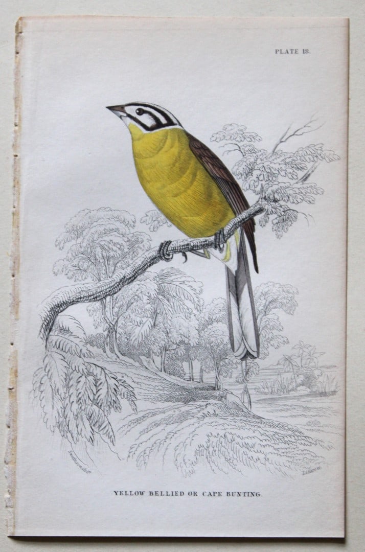 William Swainson - Yellow Bellied Bunting from Jardine's Birds of Western Africa 1837 (1 of 3)