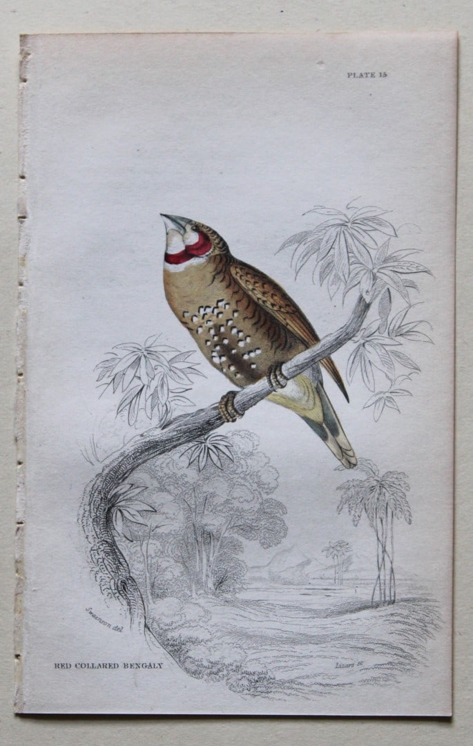 William Swainson - Red Collared Bengaly from Jardine's Birds of Western Africa 1837 (1 of 3)