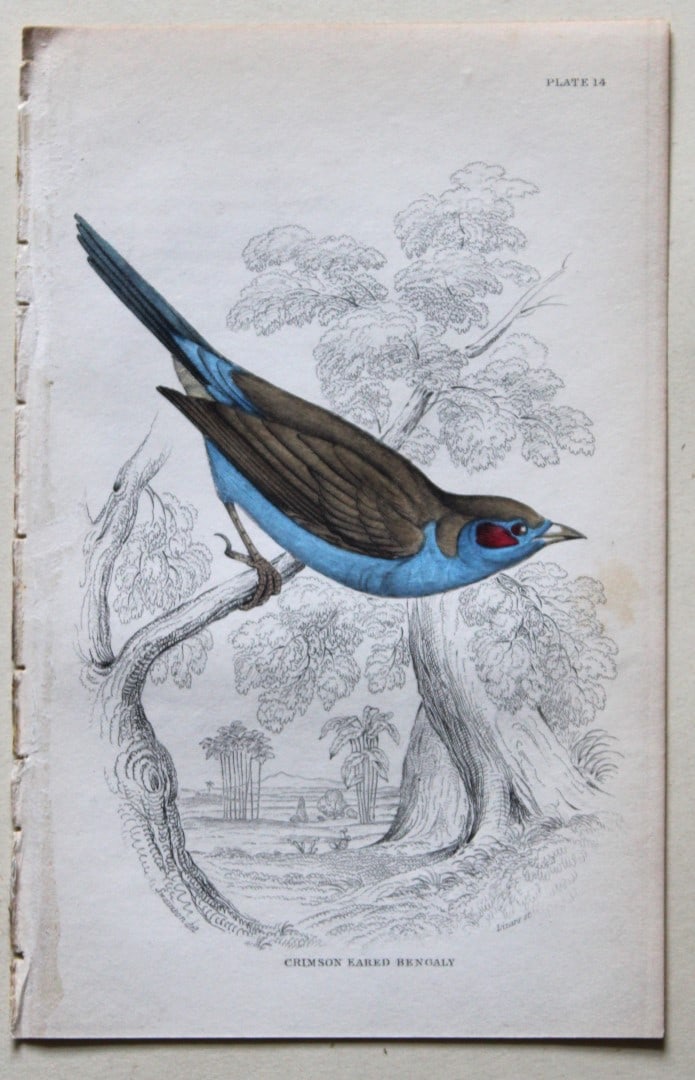 William Swainson - Crimson Eared Bengaly from Jardine's Birds of Western Africa 1837 (1 of 3)