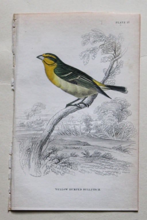 William Swainson - Yellow Rumped Bullfinch from Jardine's Birds of Western Africa 1837 (1 of 1)