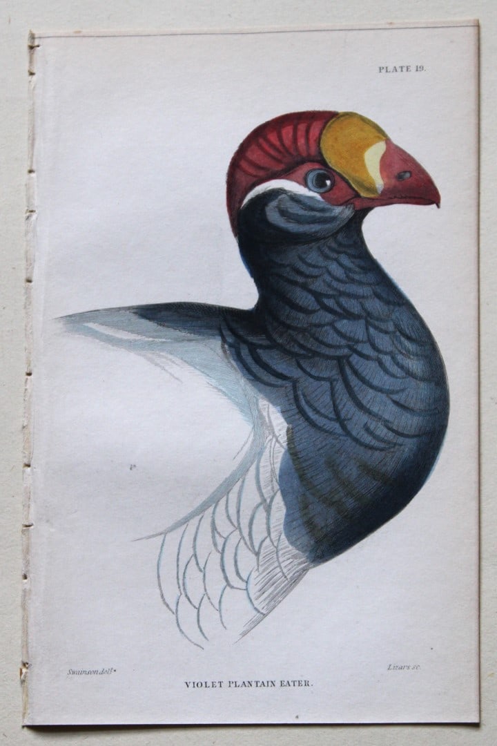 William Swainson - Violet Plantain Eater from Jardine's Birds of Western Africa 1837 (1 of 1)