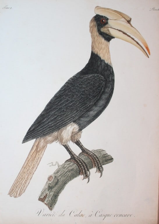 Levaillant - Rare engraving of the Great Hornbill 1801: This hand coloured engraving of the Calao or Great Hornbill is from the rare work Histoire Naturelle d?une partie d?Oiseaux Nouveaux et Rares de l?Amerique et des Indes by Francois Levaillant. Publish
