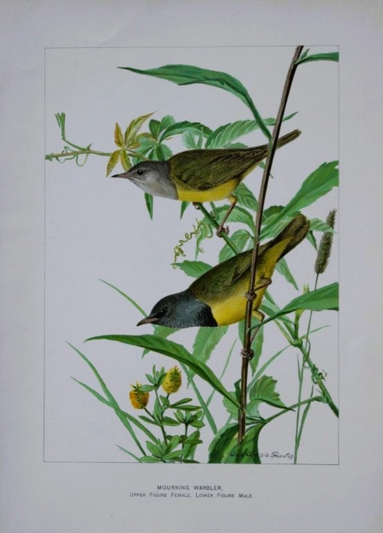 L Agassiz Fuertes - Chromolithograph of Mourning Warbler from Birds of New York 1903: This original antique chromolithograph is by Louis Agassiz Fuertes for The Forest, Fish and Game Commission, Albany, New York 1903.Size: approximately 9.5in x 12in