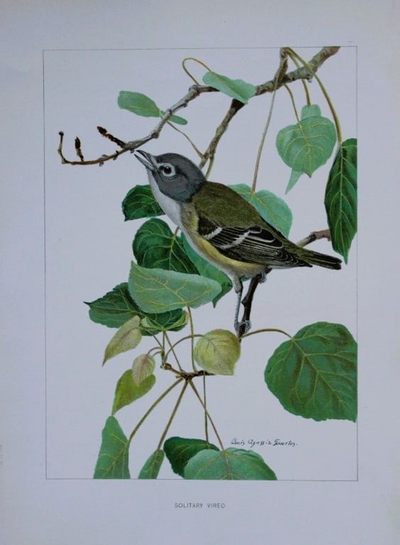L Agassiz Fuertes - Chromolithograph of Solitary Vireo from Birds of New York 1903: This original antique chromolithograph is by Louis Agassiz Fuertes for The Forest, Fish and Game Commission, Albany, New York 1903.Size: approximately 9.5in x 12in