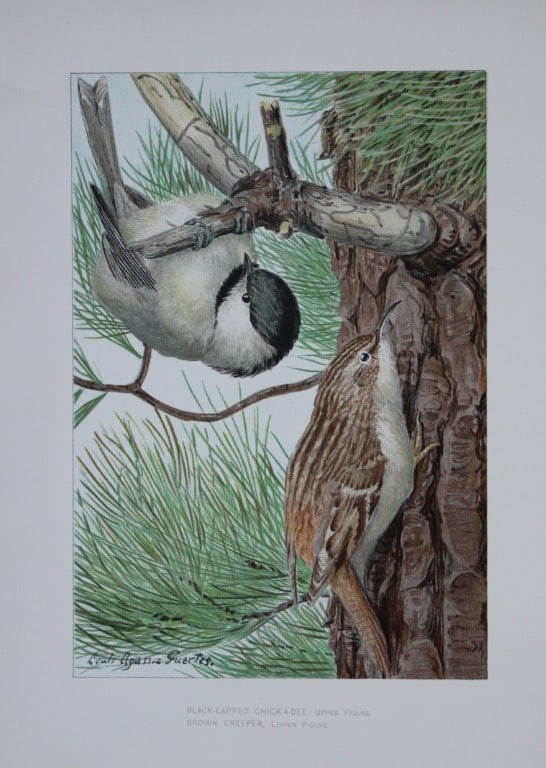 L Agassiz Fuertes - Chromolithograph of Chickadee and Creeper from Birds of New York 1903: This original antique chromolithograph is by Louis Agassiz Fuertes for The Forest, Fish and Game Commission, Albany, New York 1903.Size: approximately 9.5in x 12in