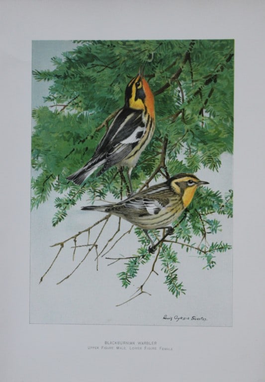 L Agassiz Fuertes - Chromolithograph of Blackburnian Warbler from Birds of New York 1903 (1 of 1)
