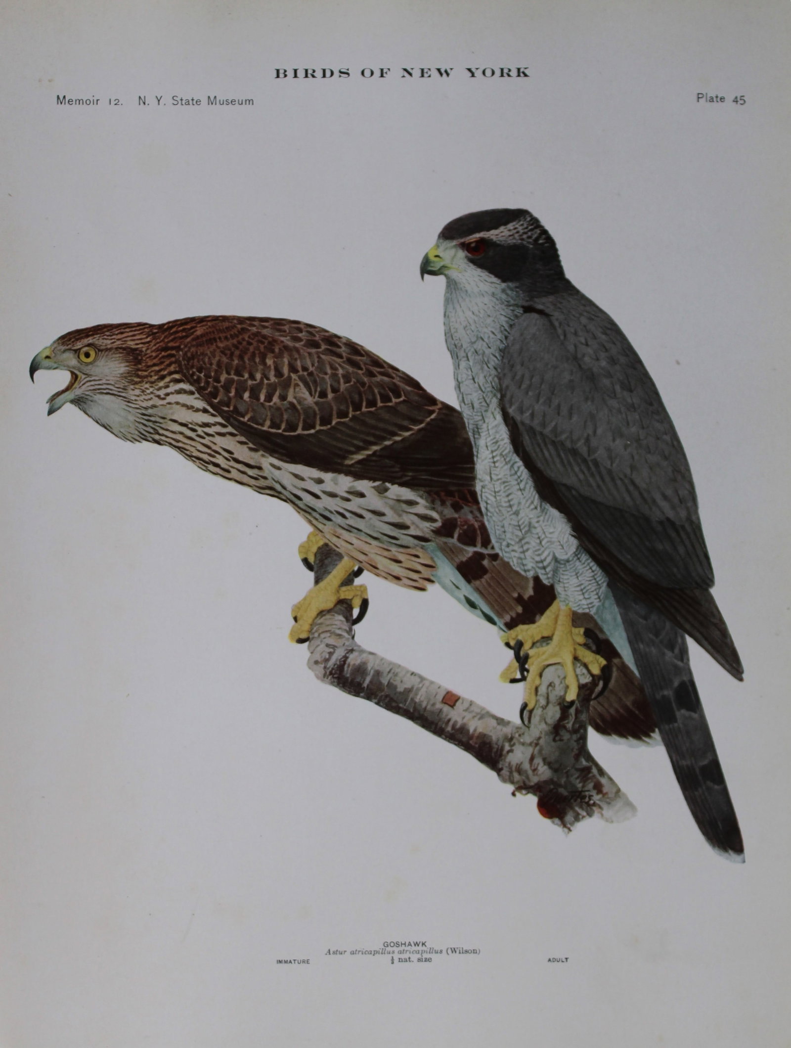 L Agassiz Fuertes - Chromolithograph of Goshawk from Birds of New York 1903: This original antique chromolithograph is by Louis Agassiz Fuertes for The Forest, Fish and Game Commission, Albany, New York 1903.Size: approximately 9.5in x 12in