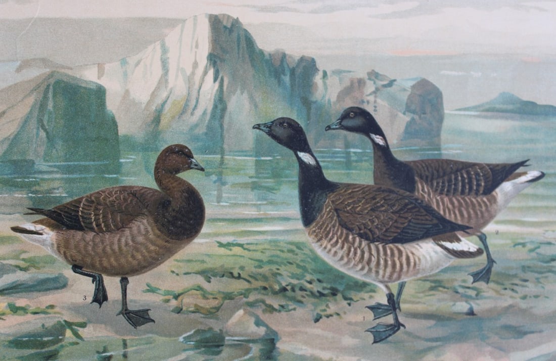 JG Keulemans & Naumann - Bernicle Goose 1895: This chromolithograph is from Naturgeschichte der Vogel Mitteleuropas (The Natural History of Birds from Central Europe) by Johann Naumann. Published 1895-1905 by Gera, Untermhaus.The illustrators in 