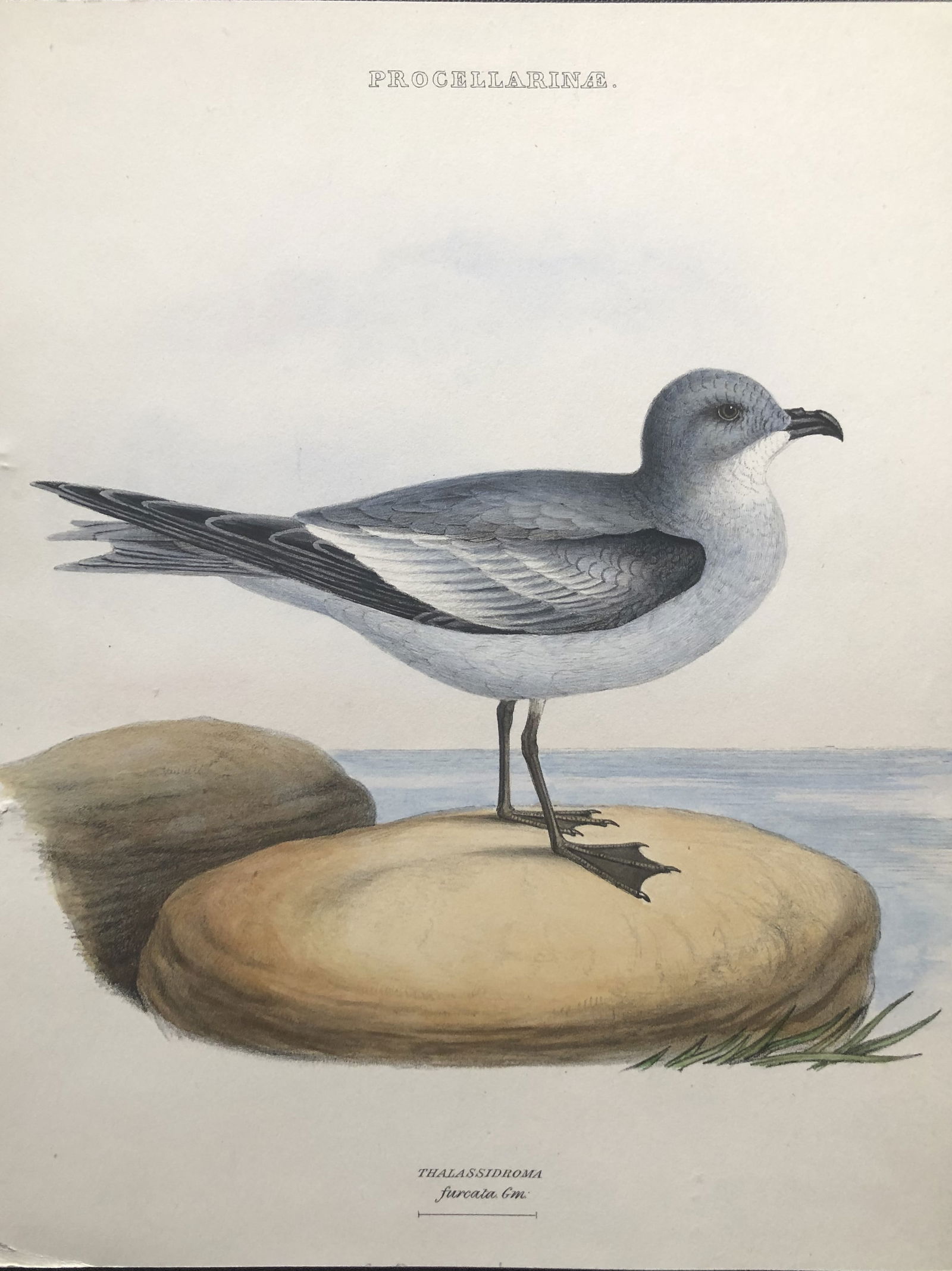 Edward Lear - Fork-tailed Petrel from Genera of Birds by George Gray 1844: This rare lithographic print after Edward Lear is from The Genera of Birds by George Robert Gray and lithographed by David W Mitchell. The illustrations were printed by C Hullmandel and published by L