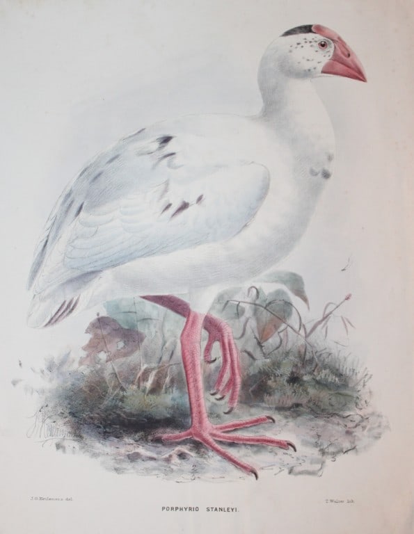 GD Rowley - Australian Swamphen by JG Keulemans 1877: Antique lithograph of the Porphyrio Stanleyi or Australian Swamphen by JG Keulemans from Ornithological Miscellany? by George Dawson Rowley. Published by Hanhart, London 1877. Size: 12in 9.5in