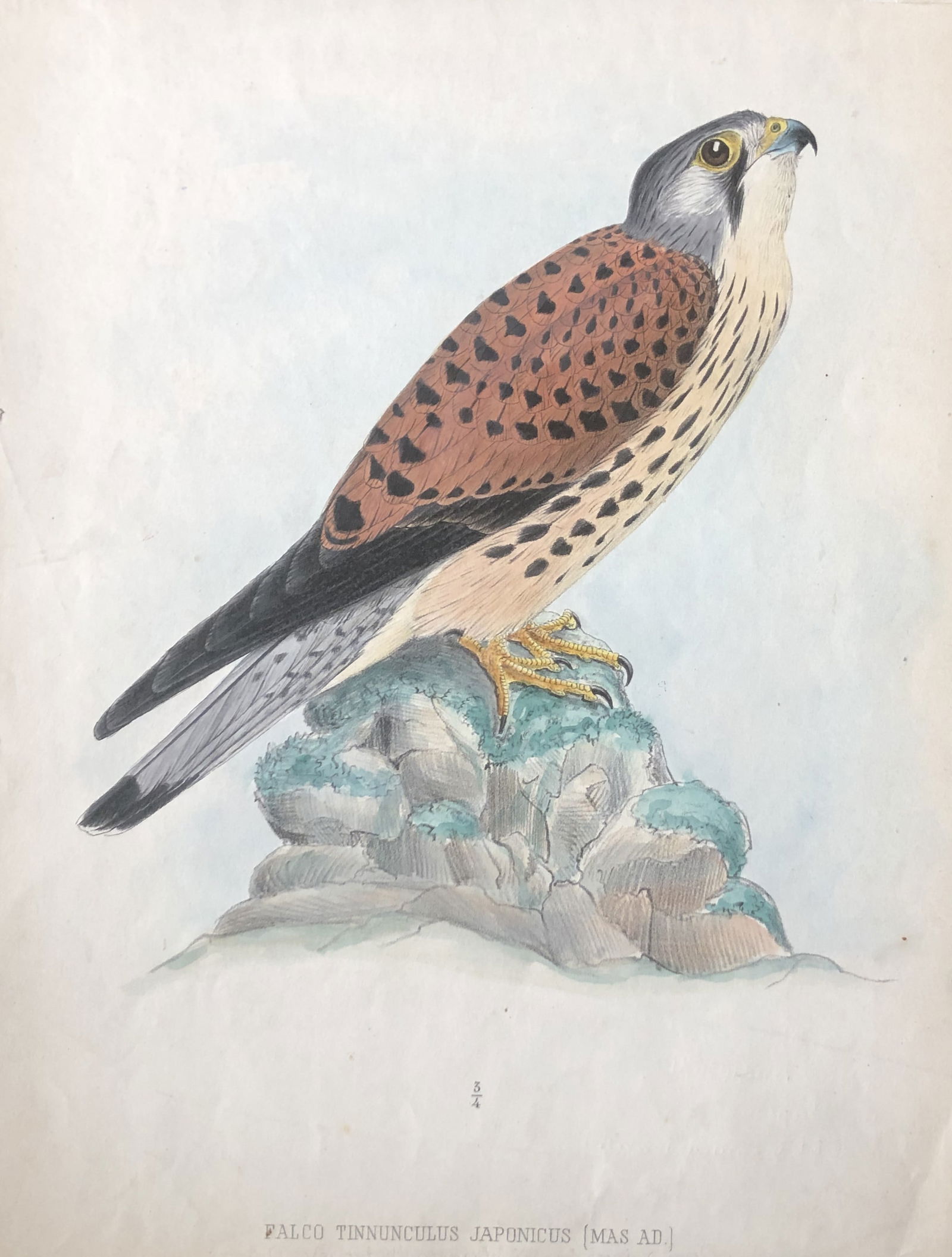 Temminck - Kestrel from Fauna Japonica 1842 (1 of 2)
