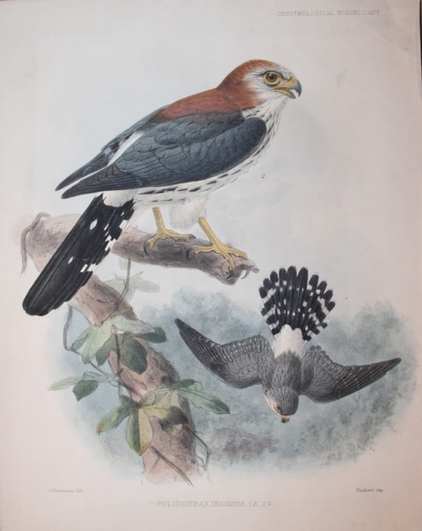 GD Rowley - Burmese Falcon by JG Keulemans 1877 (1 of 1)