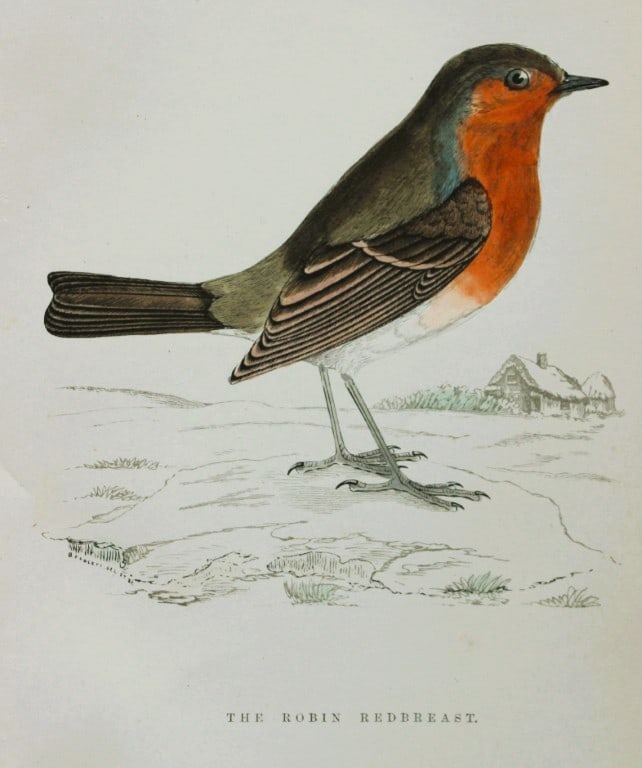 WT Greene - Hand coloured print of Robin Redbreast 1885: This rare print is from Birds I Have Kept in Years Gone By - William T Greene, London 1885. Size: 7in x 5in (18cm x 13cm)