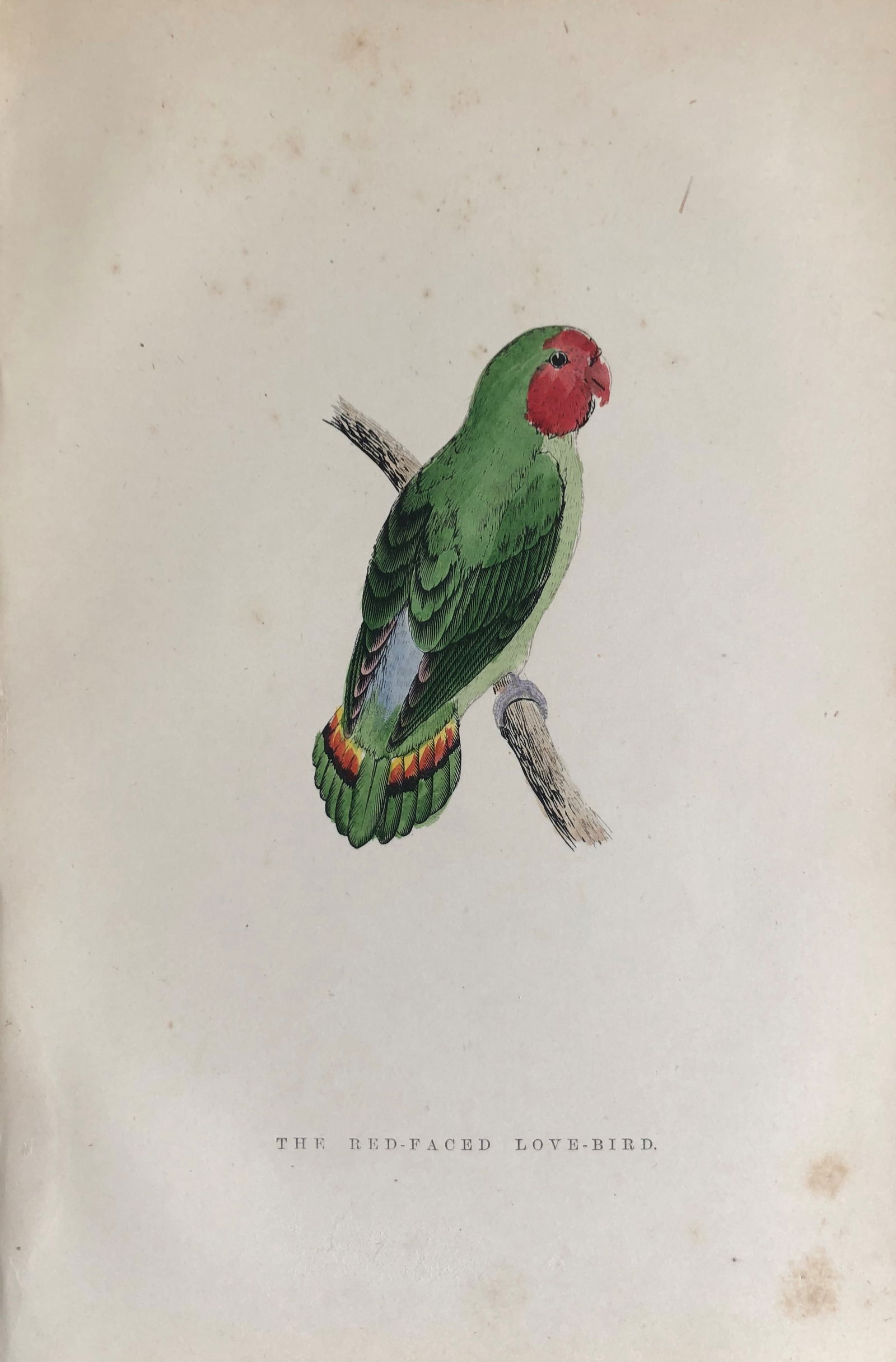 WT Greene - Hand coloured print of Red-faced Lovebird 1885 (1 of 1)