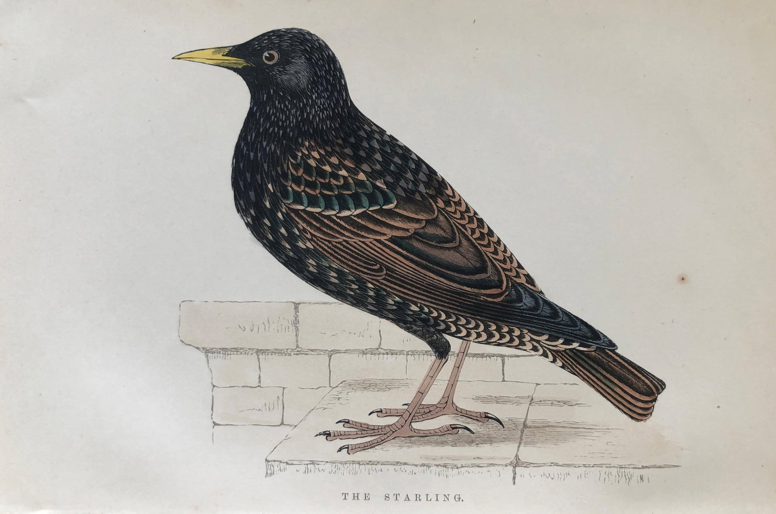 WT Greene - Hand coloured print of Starling 1885: This rare print is from Birds I Have Kept in Years Gone By - William T Greene, London 1885. Size: 7in x 5in (18cm x 13cm)