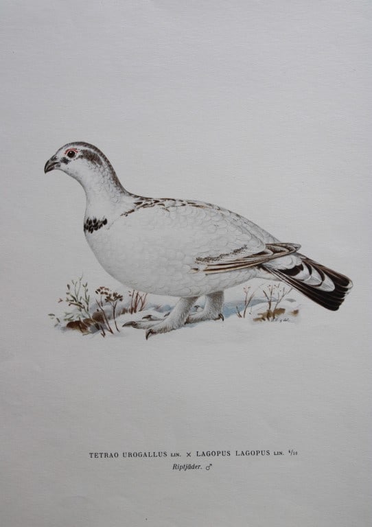 M. von Wright - Folio lithograph of Hybrid Grouse 1924: This hand-coloured lithograph is from Svenska f?glar efter naturen och p? sten ritade (Swedish birds after nature and drawn on stone) by Magnus, Wilhelm and Ferdinand von Wright. Published by Stockhol
