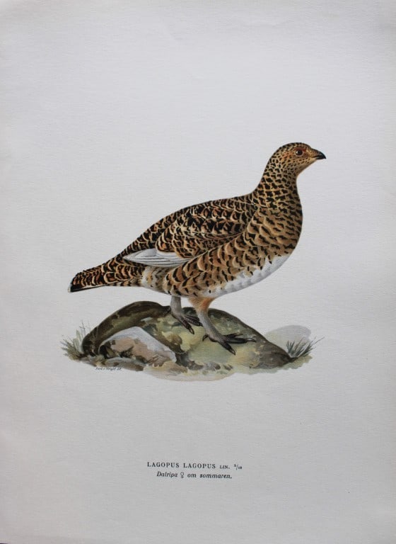 M. von Wright - Folio lithograph of Ptarmigan (Summer) 1924: This hand-coloured lithograph is from Svenska f?glar efter naturen och p? sten ritade (Swedish birds after nature and drawn on stone) by Magnus, Wilhelm and Ferdinand von Wright. Published by Stockhol
