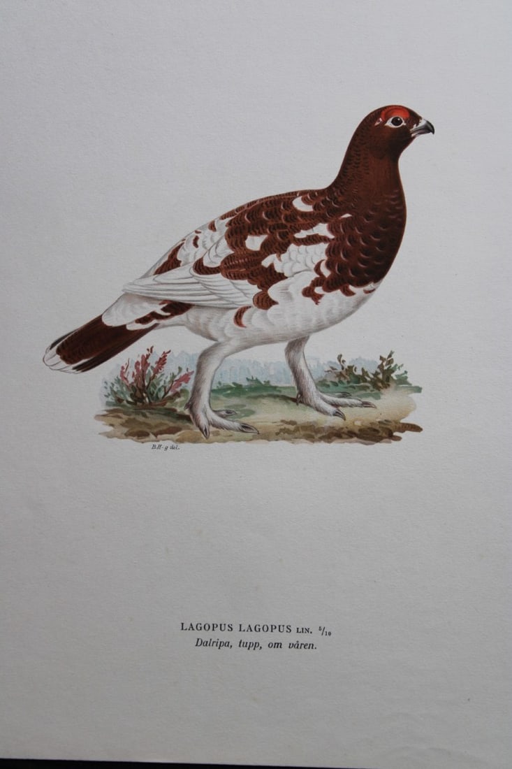 M. von Wright - Folio lithograph of Willow Grouse (Spring) 1924 (1 of 1)