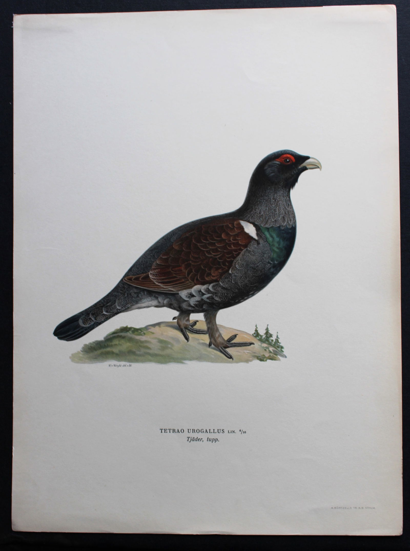 M. von Wright - Folio lithograph of Capercaillie 1924: This hand-coloured lithograph is from Svenska f?glar efter naturen och p? sten ritade (Swedish birds after nature and drawn on stone) by Magnus, Wilhelm and Ferdinand von Wright. Published by Stockhol