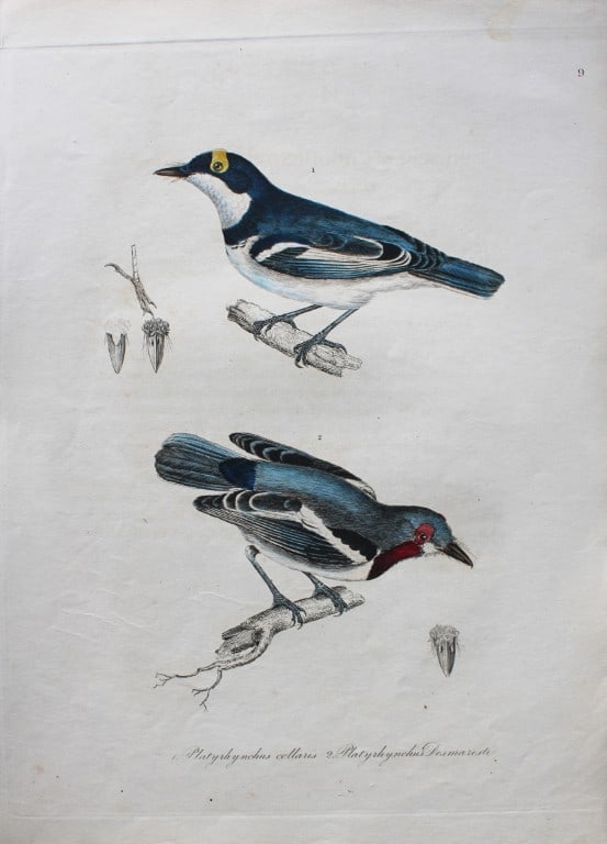 Jardine & Selby - Engraving of Collared Platyrynchus from Illustrations of Ornithology 1826-43 (1 of 1)