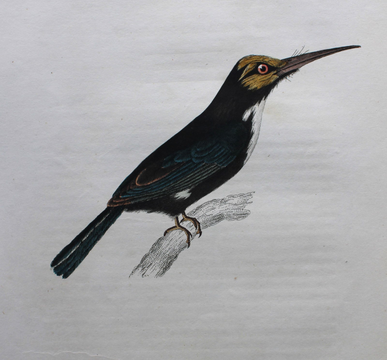 Jardine & Selby - Engraving of Three-toed Jacamar from Illustrations of Ornithology 1826-43: This engraving is from Illustrations of Ornithology by Sir William Jardine and Prideaux John Selby. Published by WH Lizars, Edinburgh between 1826-1843.The splendid hand-coloured engravings in this wo