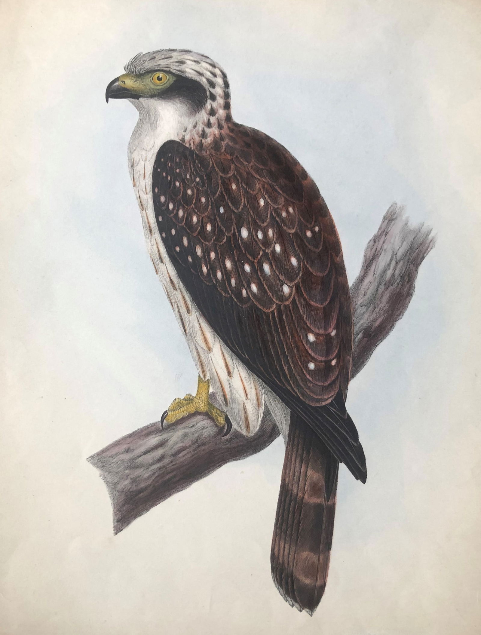 G Gray - Genera of Birds: Serpent Eagle 1844: This rare lithographic print after Edward Lear is from The Genera of Birds by George Robert Gray and lithographed by David W Mitchell. The illustrations were printed by C Hullmandel and published by L