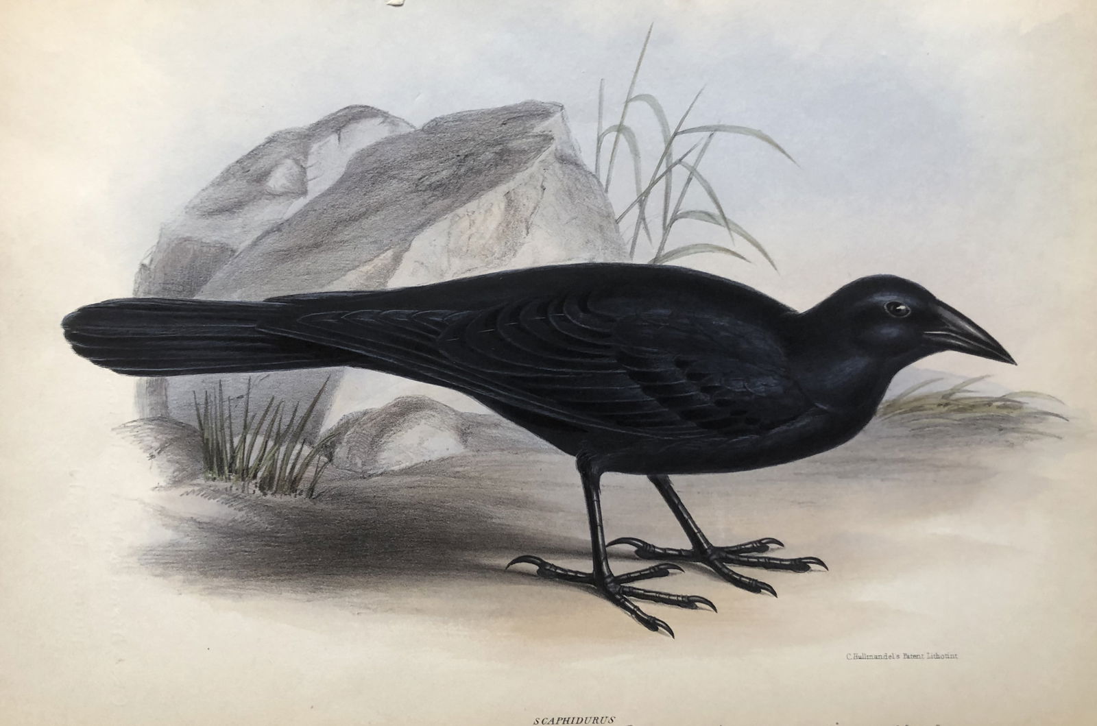 G Gray - Genera of Birds:  Black Boat-tail 1844 (1 of 1)