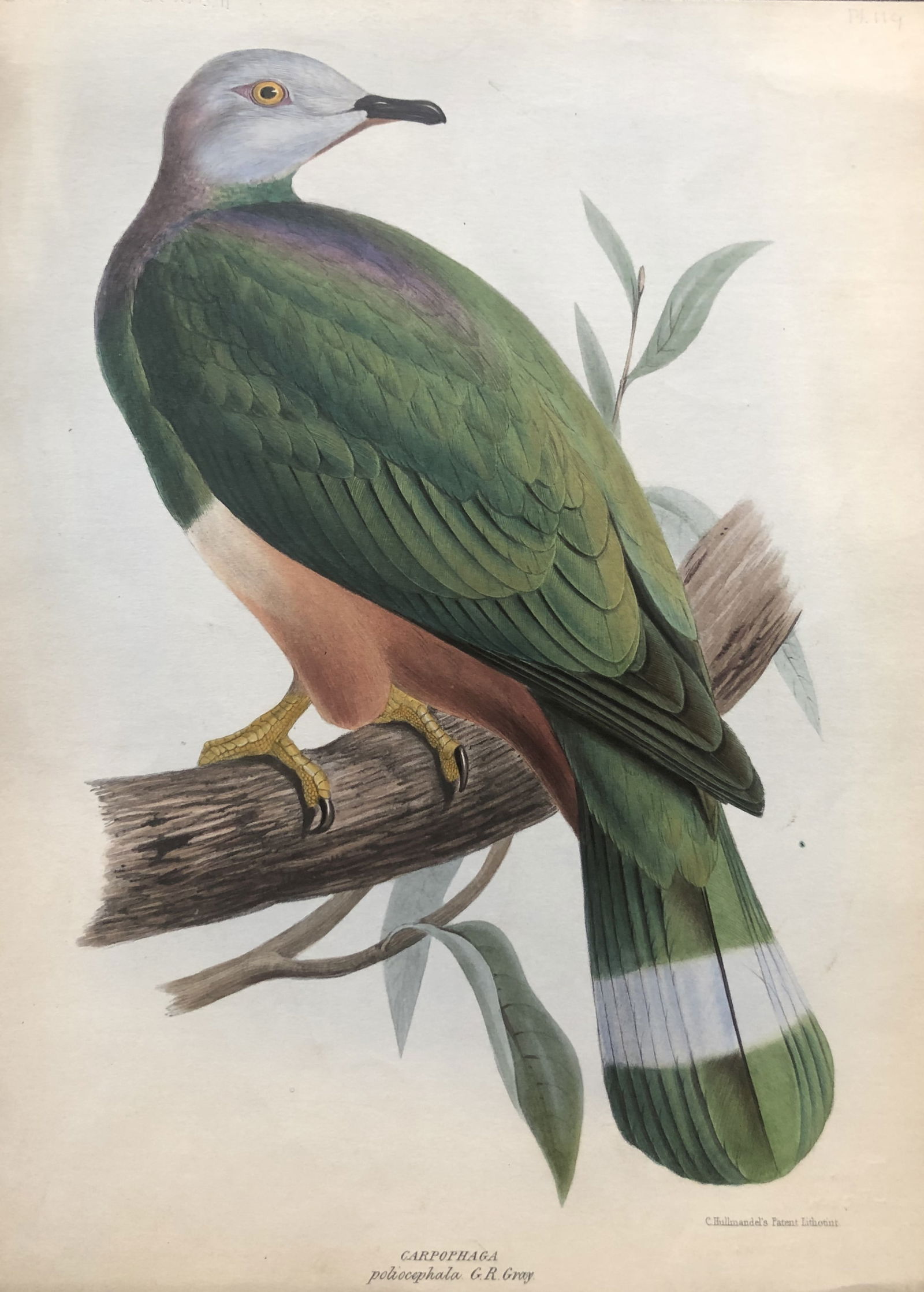 G Gray - Genera of Birds: Pink-bellied Imperial Pigeon  1844 (1 of 1)