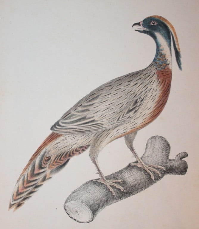 Benjamin Hawkins - Plate 40 Pucras Pheasant from Indian Zoology 1830: This engraving is from Illustrations of Indian Zoology; Chiefly selected from the collection of Major-General Hardwicke by John Edward Gray. Published by Parbury Allen & Co, London and Treuttel, Wurtz