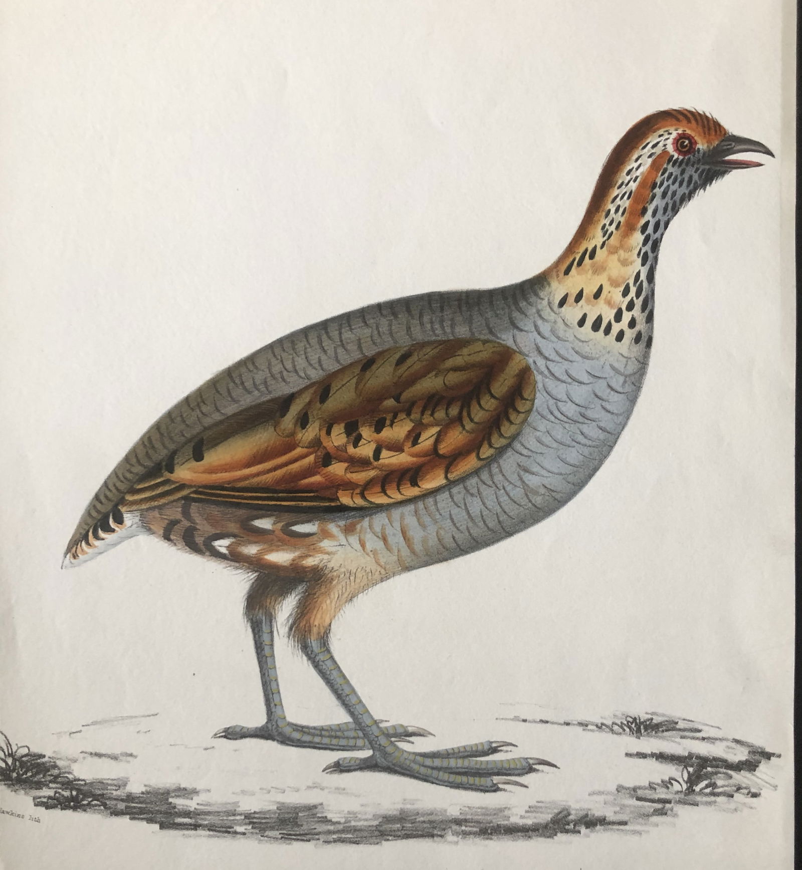Benjamin Hawkins - Plate 57 Olive Partridge from Indian Zoology 1830: This engraving is from Illustrations of Indian Zoology; Chiefly selected from the collection of Major-General Hardwicke by John Edward Gray. Published by Parbury Allen & Co, London and Treuttel, Wurtz