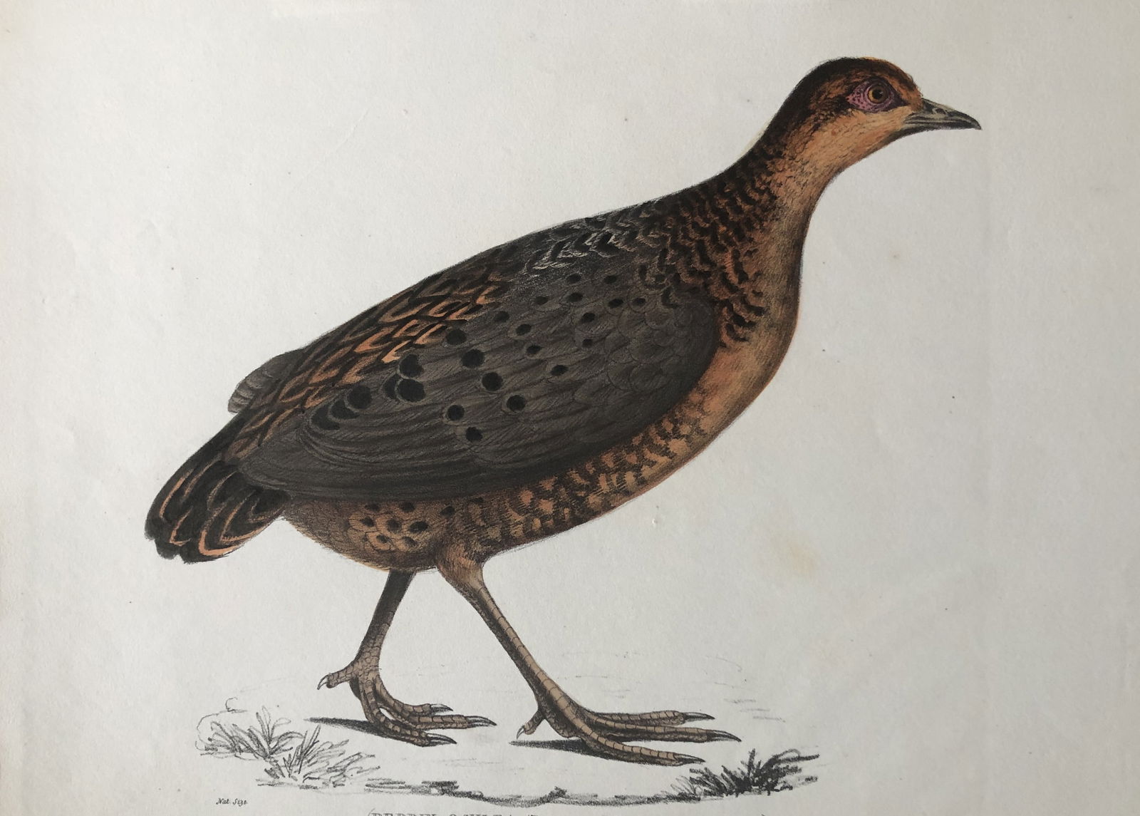 Benjamin Hawkins - Plate 58 Eyed Partridge from Indian Zoology 1830: This engraving is from Illustrations of Indian Zoology; Chiefly selected from the collection of Major-General Hardwicke by John Edward Gray. Published by Parbury Allen & Co, London and Treuttel, Wurtz