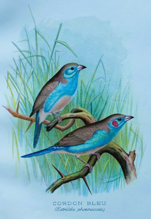 FW Frohawk - Antique print of foreign finches 1899: This chromolithographic plate was drawn by Frederick W Frohawk and is from Foreign Finches in Captivity by Arthur G Butler, published by Brumby and Clarke Ltd, 1899. Size: 10.5in x 7in (27cm x 18cm)
