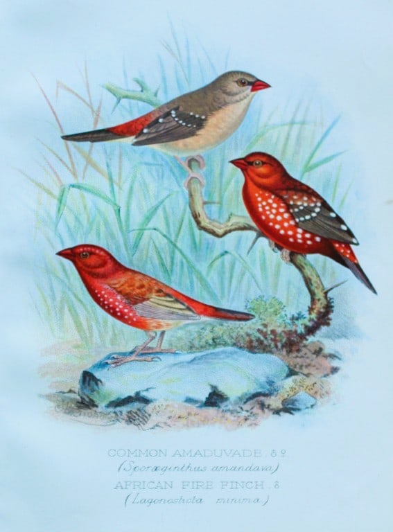 FW Frohawk - Antique print of foreign finches 1899: This chromolithographic plate was drawn by Frederick W Frohawk and is from Foreign Finches in Captivity by Arthur G Butler, published by Brumby and Clarke Ltd, 1899. Size: 10.5in x 7in (27cm x 18cm)