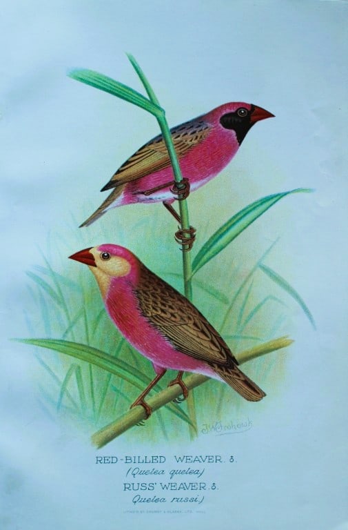 FW Frohawk - Antique print of foreign finches 1899: This chromolithographic plate was drawn by Frederick W Frohawk and is from Foreign Finches in Captivity by Arthur G Butler, published by Brumby and Clarke Ltd, 1899. Size: 10.5in x 7in (27cm x 18cm)