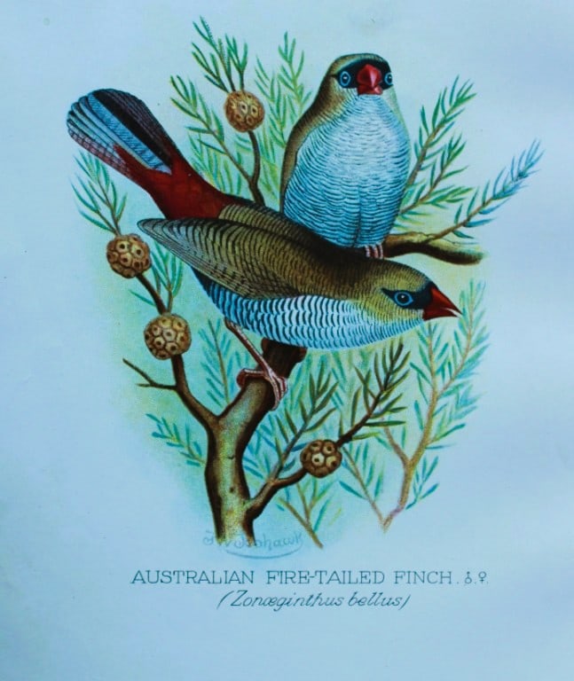 FW Frohawk - Antique print of foreign finches 1899: This chromolithographic plate was drawn by Frederick W Frohawk and is from Foreign Finches in Captivity by Arthur G Butler, published by Brumby and Clarke Ltd, 1899. Size: 10.5in x 7in (27cm x 18cm)