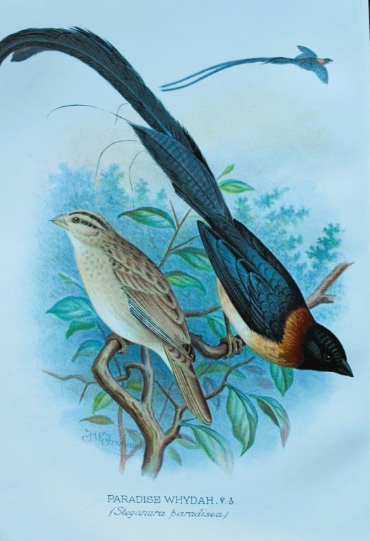 FW Frohawk - Antique print of foreign finches 1899: This chromolithographic plate was drawn by Frederick W Frohawk and is from Foreign Finches in Captivity by Arthur G Butler, published by Brumby and Clarke Ltd, 1899. Size: 10.5in x 7in (27cm x 18cm)