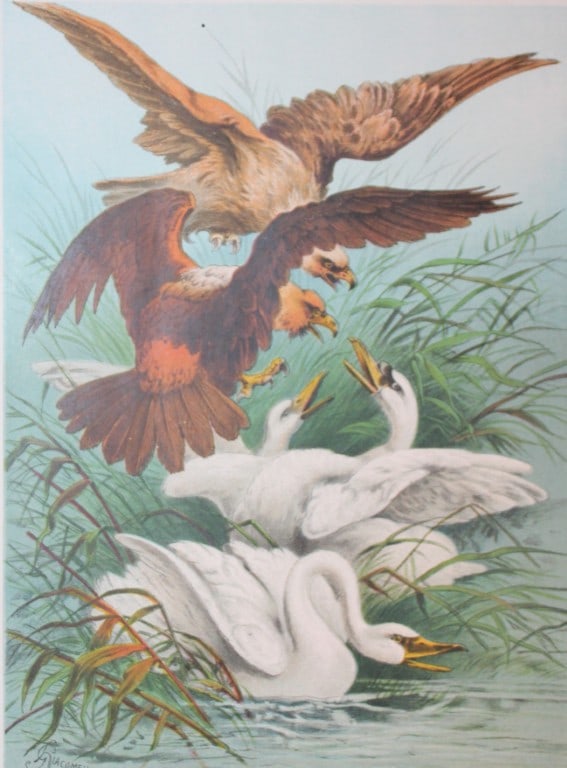 Hector Giacomelli - Lithograph of bird scene 1880 (1 of 1)