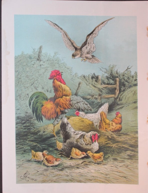 Hector Giacomelli - Lithograph of bird of prey scene 1880 (1 of 1)
