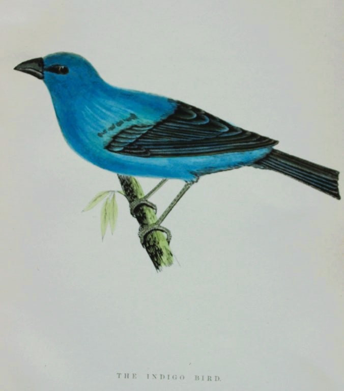 WT Greene - Hand coloured print of Indigo Bird 1885: This rare print is from Birds I Have Kept in Years Gone By - William T Greene, London 1885. Size: 7in x 5in (18cm x 13cm)