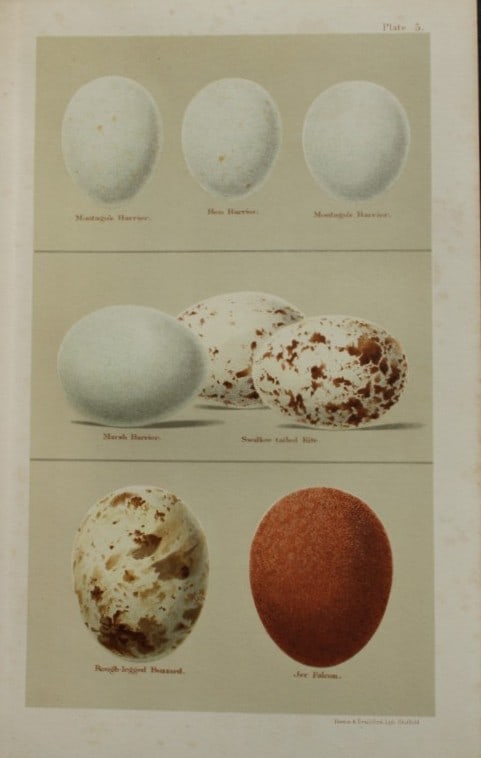 Henry Seebohm - Antique print of Bird of Prey eggs 1896 (1 of 1)